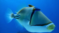   Picasso Triggerfish Gota abu Ramada Acquario Hurghada  